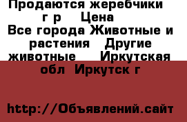 Продаются жеребчики 14,15 16 г.р  › Цена ­ 177 000 - Все города Животные и растения » Другие животные   . Иркутская обл.,Иркутск г.